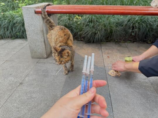 坚强的口炎流浪猫妈  每次打针💉都很配合