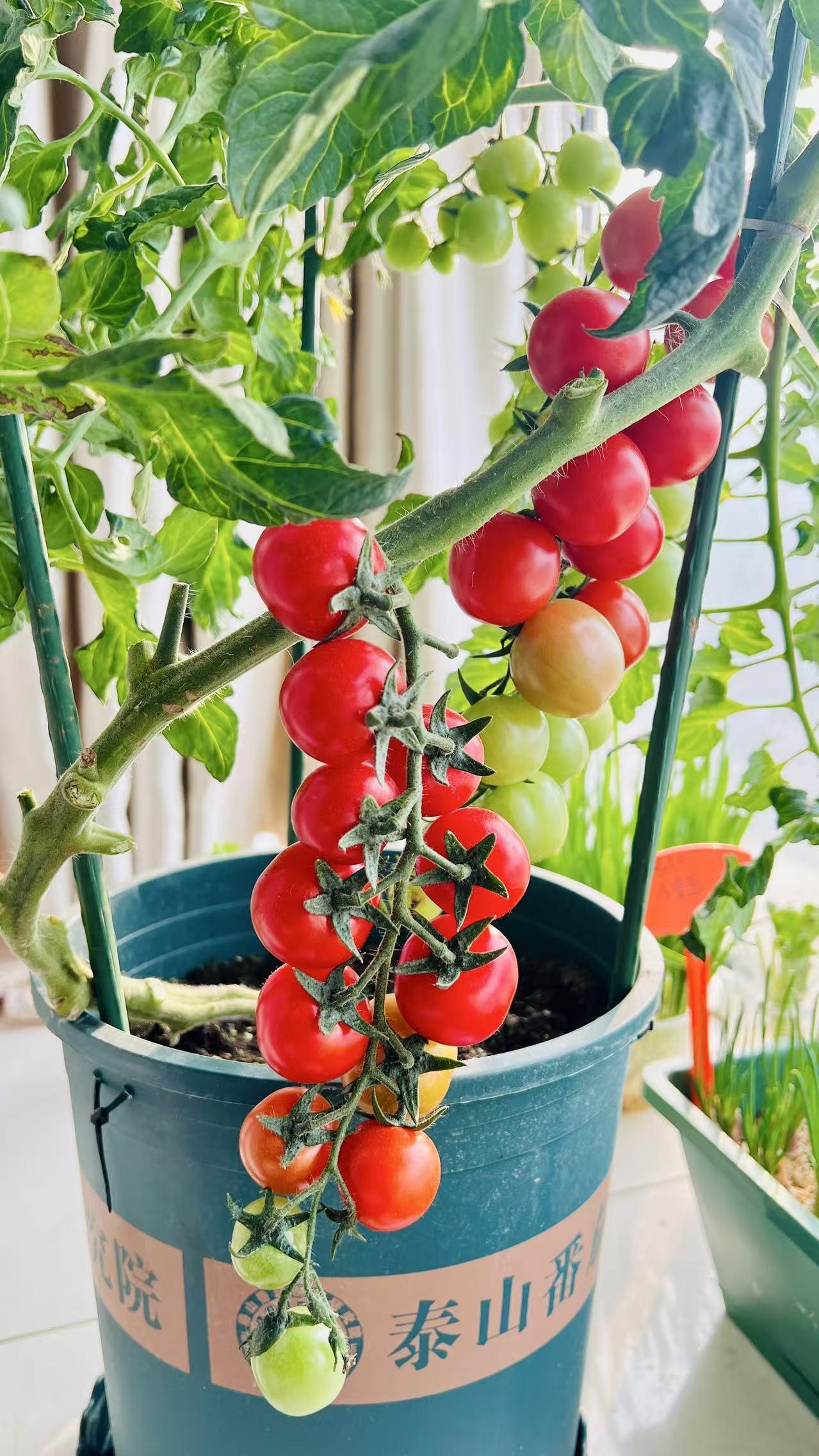 种的小番茄🍅结果了，红彤彤的真喜人啊，很甜味道纯，2026年柿柿如意🍅🍅?