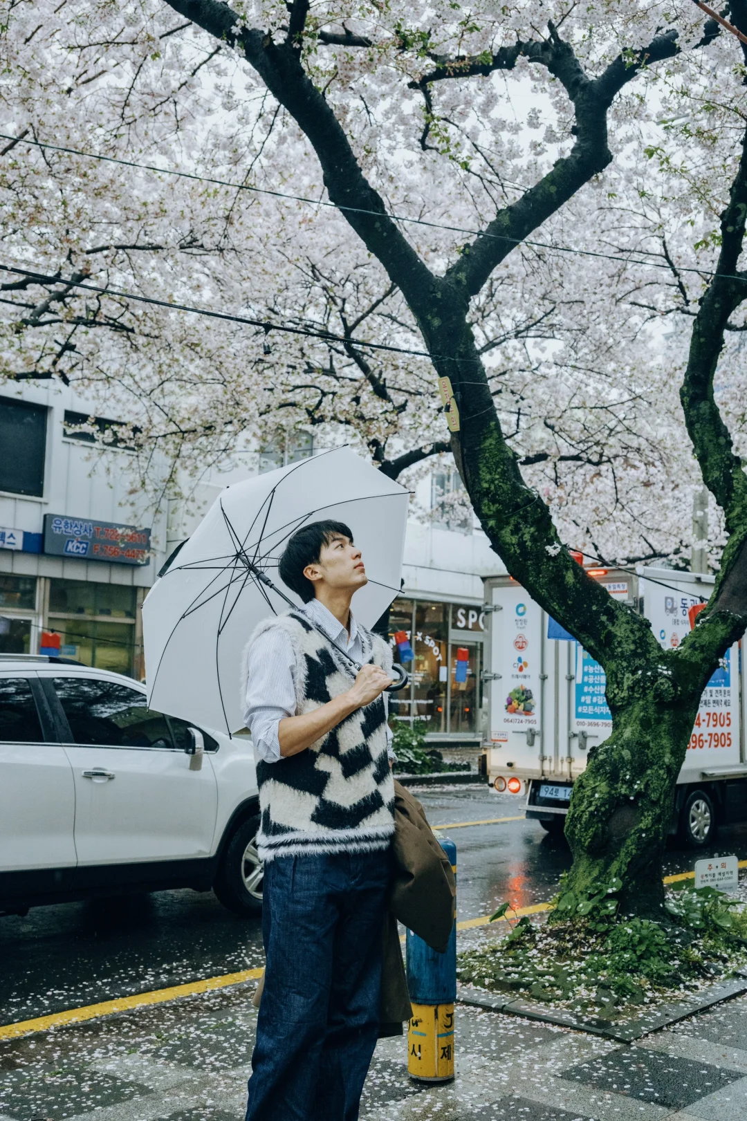 济州 樱花 雨天