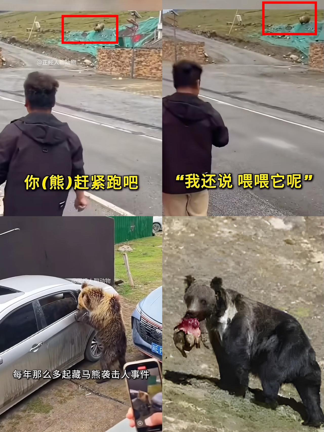 笑不活了！一女子竟然要投喂藏马熊？
还把好心救她的藏族小伙骂上了网！
圣母心泛滥