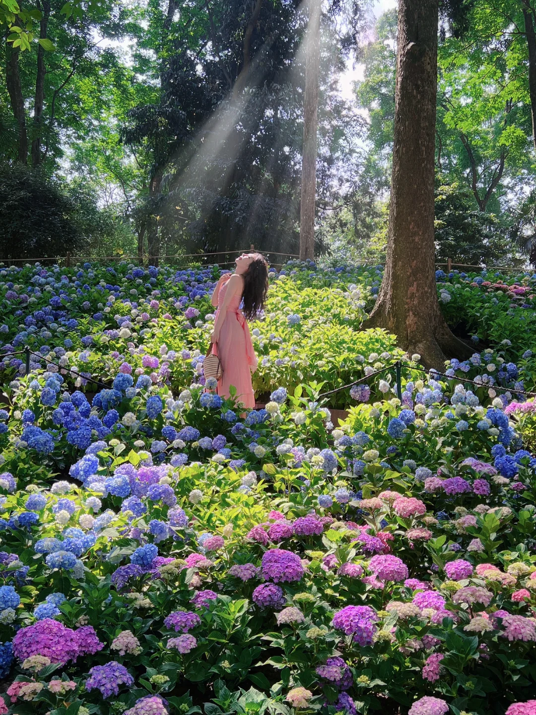 中山植物园｜如何在人从众的绣球花海拍空景