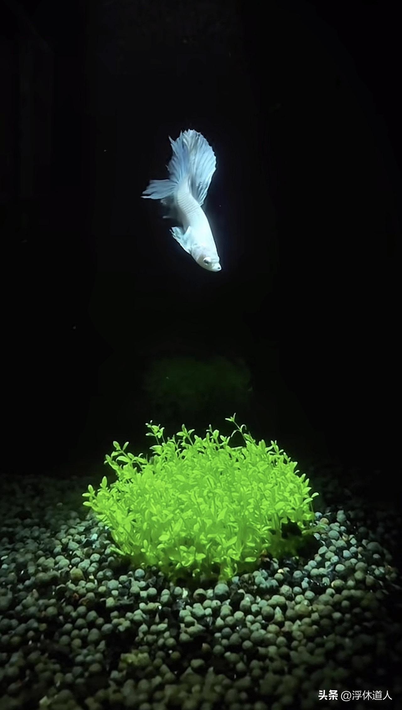 【修行笔记】唯道主义，人生的智慧

世间万千修行，千法万径，终归一理。

世人终