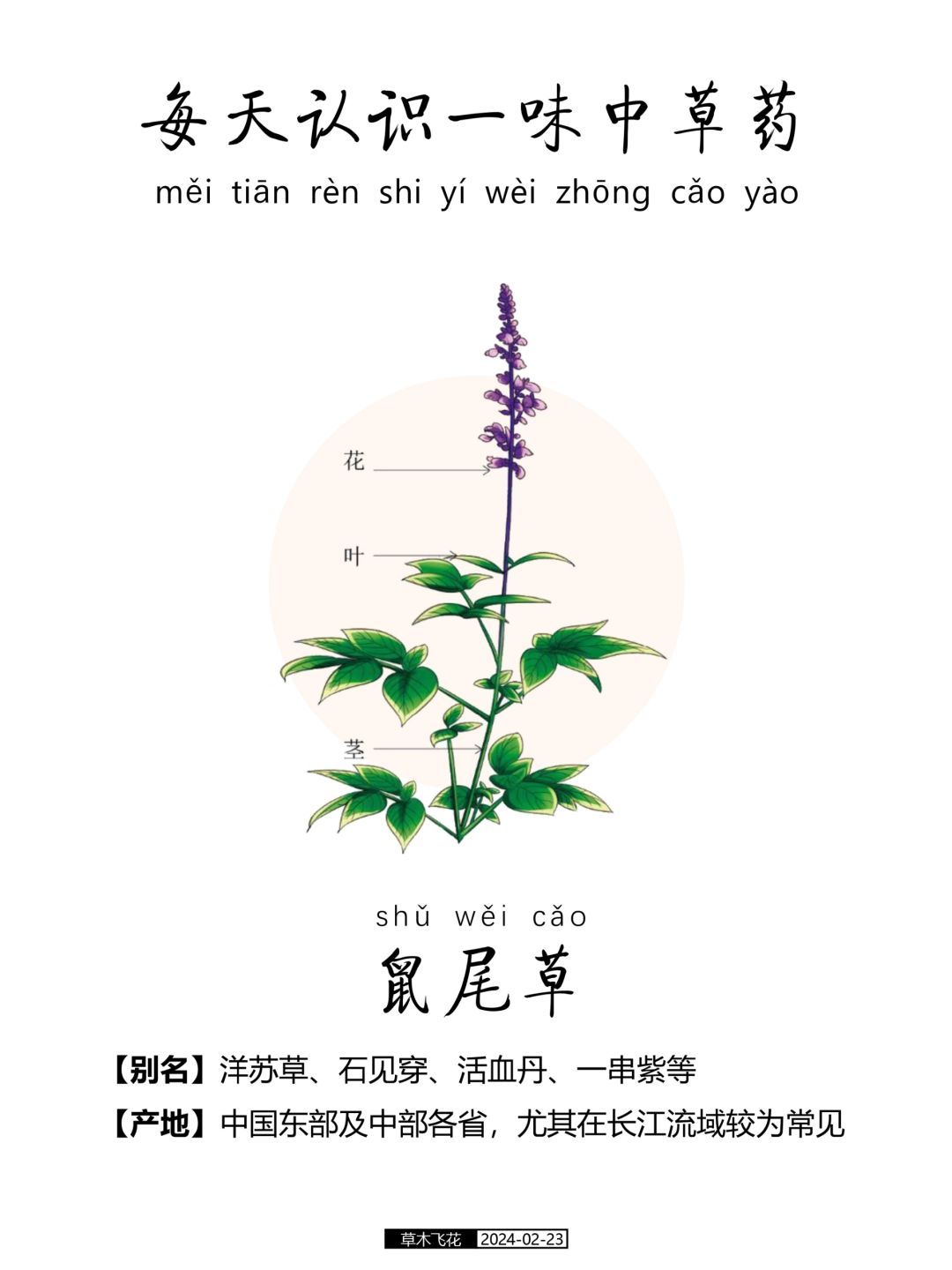 每天认识一味中草药-鼠尾草🍀