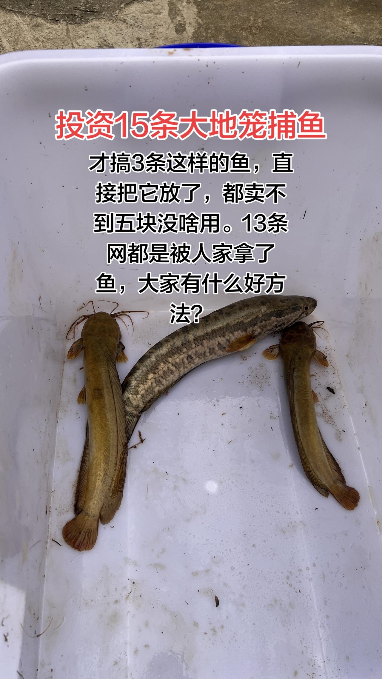 在农村没事做投资15条大地笼装鱼，今天才搞了三条，这是不值钱，最多能卖六块。直接