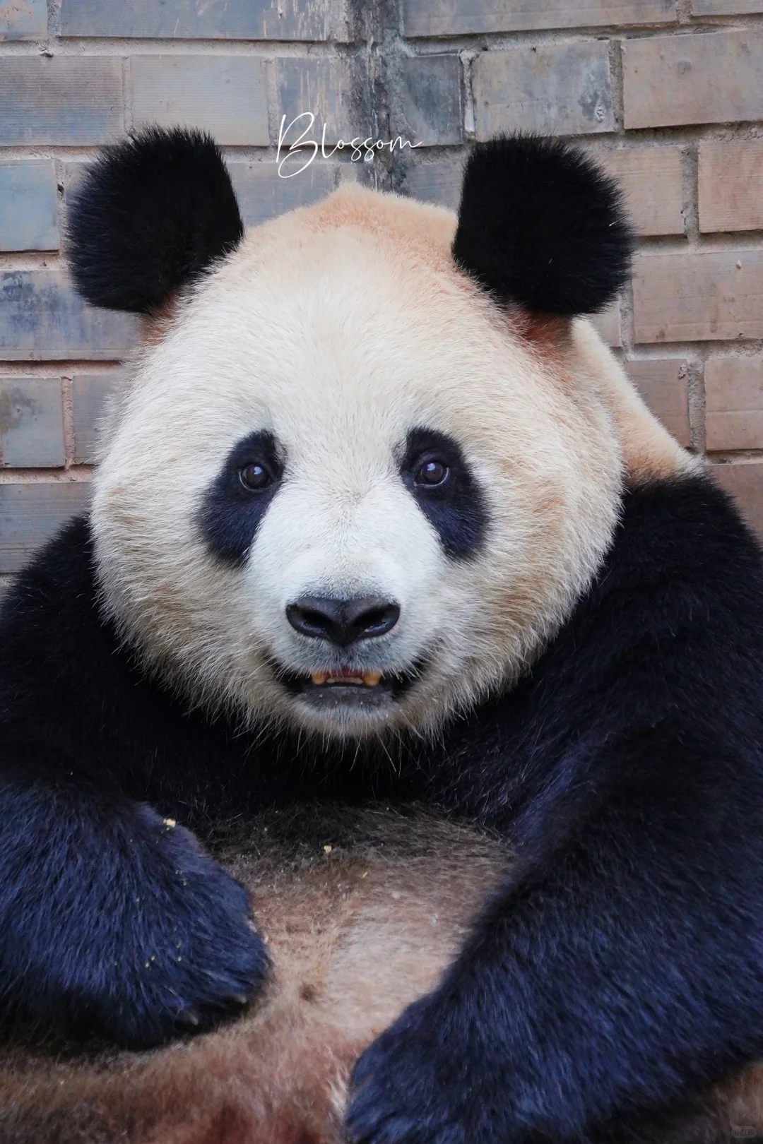 240827 换句话来说，小七不能是我女鹅吗