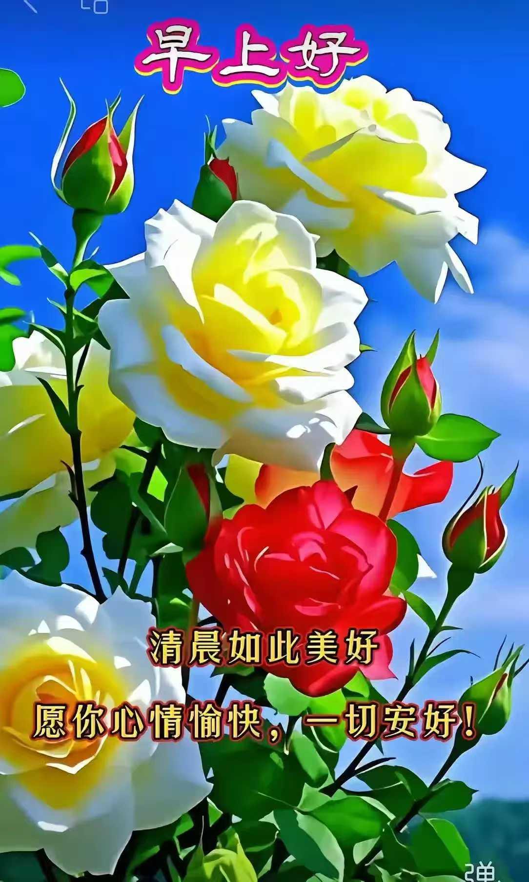“清晨的美好，愿你心情愉快，一切安好！”🌹🌻🌼