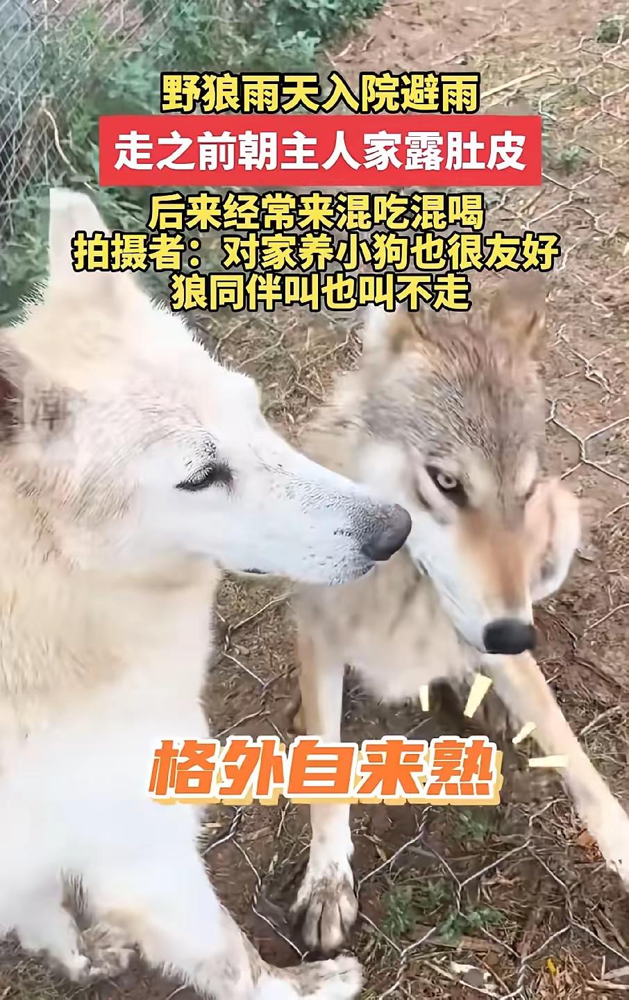 笑不活了！
      谁能想到一向凶狠的野狼，会赖在保护站小院不肯回山林。
 