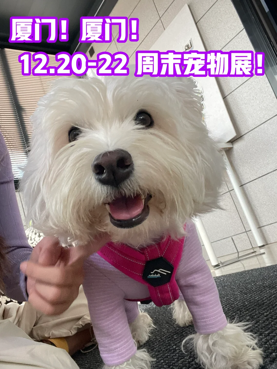 倒计时12天！厦门世宠会！每天都有两张票！