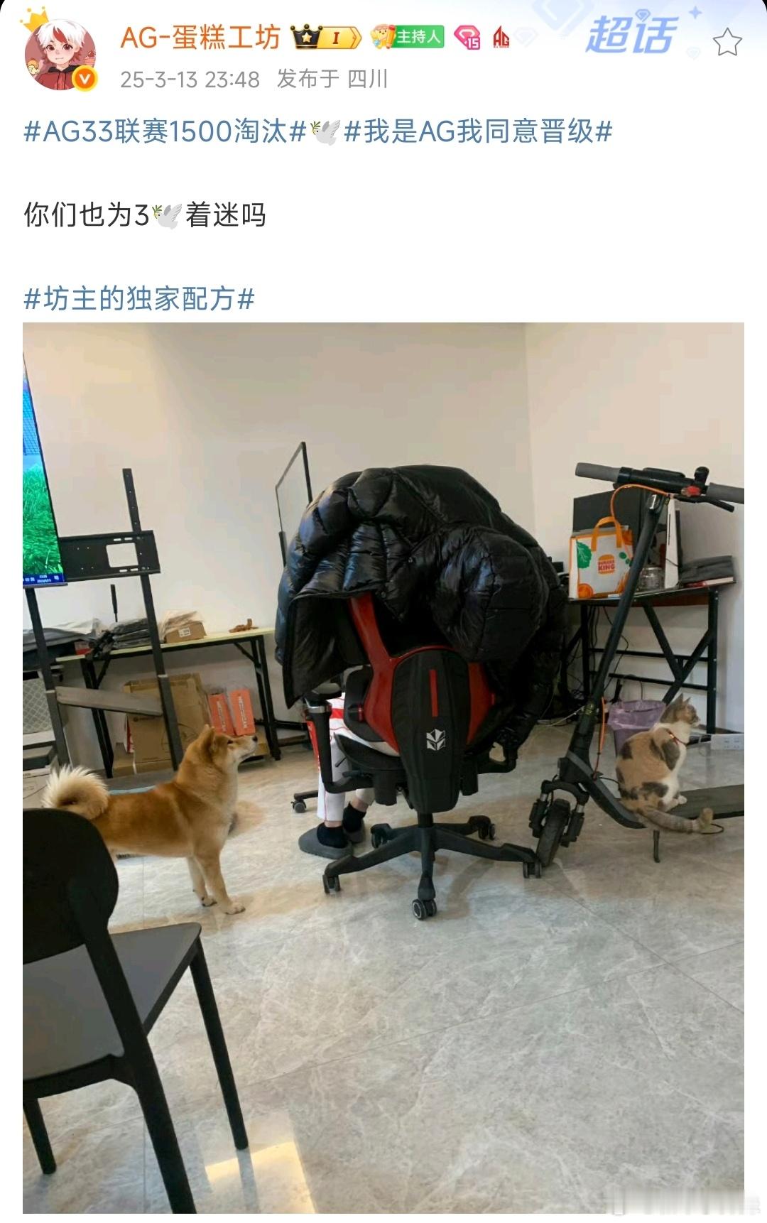 ag33联赛1500淘汰我是ag我同意晋级 3鸽宠物大使啊[偷笑]小猫小狗都喜欢