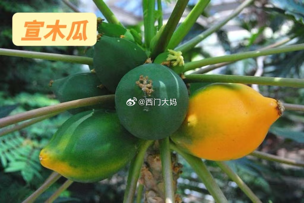 贾宝玉初试云雨情之前，曾在秦可卿的卧室内午睡，梦中由警幻仙子教授男女之事，回去后