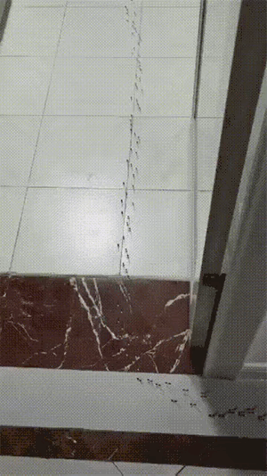 现在的房子里，哪还能看见蚂蚁啊。