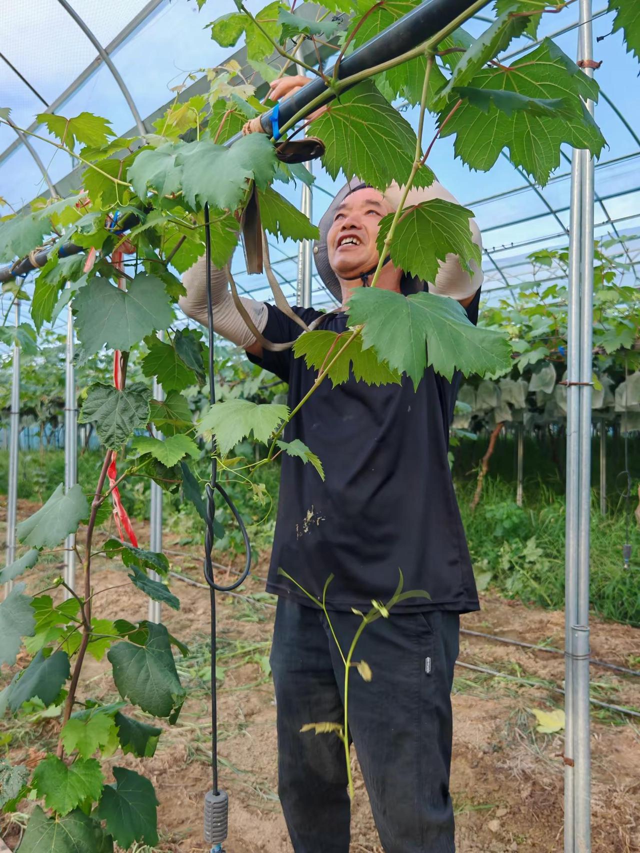剪枝忙新种添，云梦这座葡萄园藏着夏日甜意。云梦县城关镇西王村的梦之源生态葡萄园里