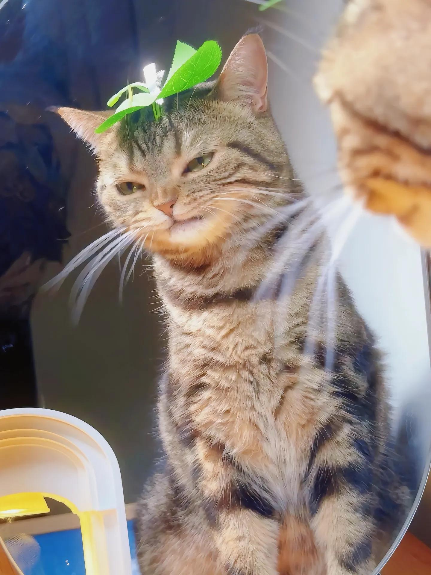 痞帅痞帅的小猫#萌宠##萌宠集中营# ​​​