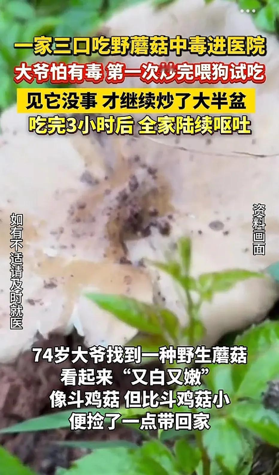 四川遂宁，有一位74岁的大爷在山上偶然瞧见一片蘑菇，那蘑菇“又白又嫩”的，看起来