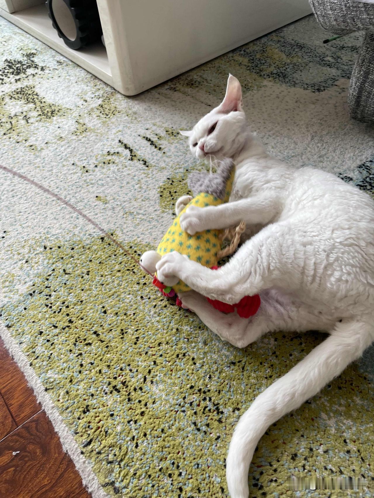 我家小猫咪玩嗨啦，看看，是不是很可爱啊！