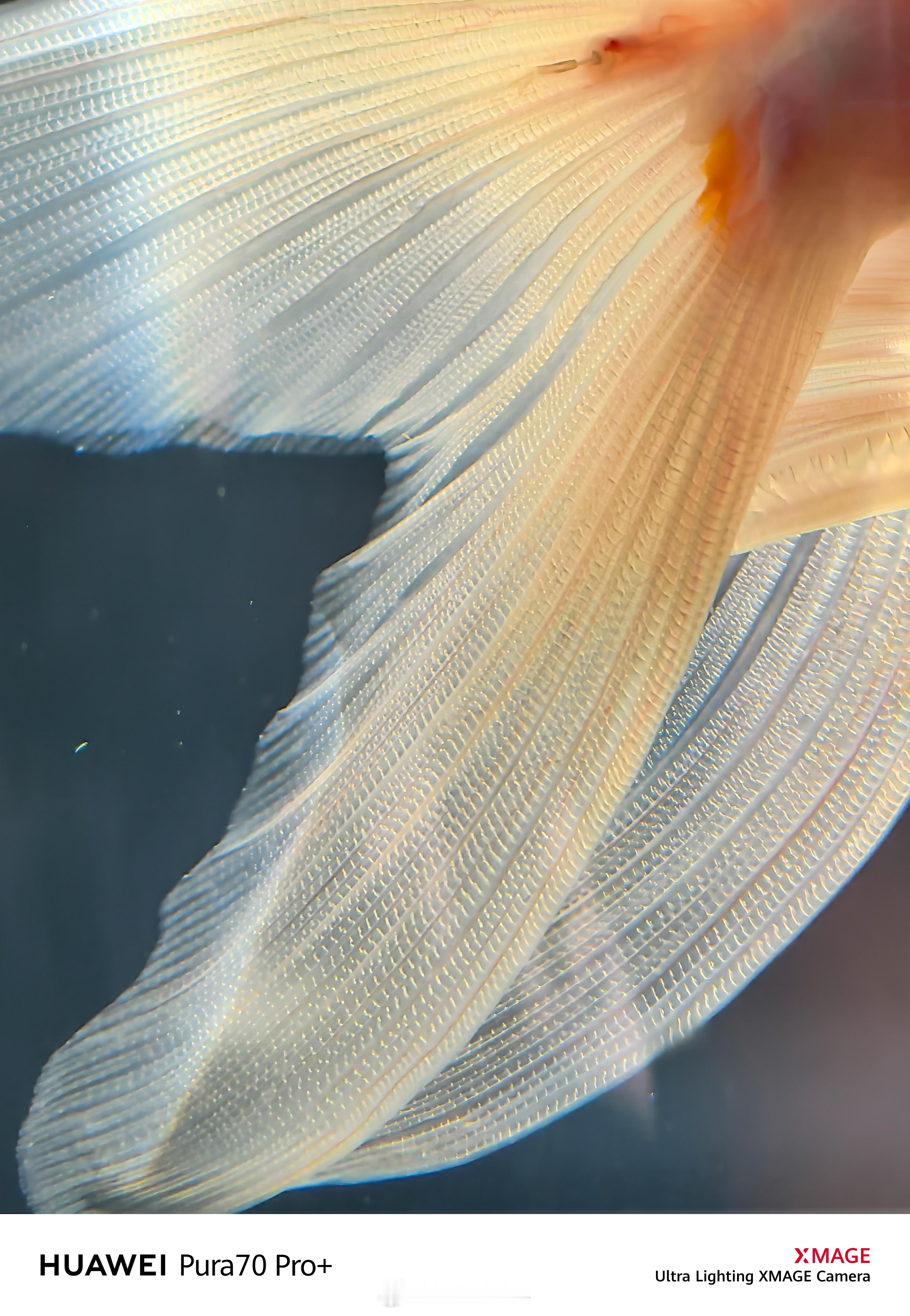 说到微距摄影，那就不能不提华为Pura 70系列了，颜值与实力并存。超聚光微距长