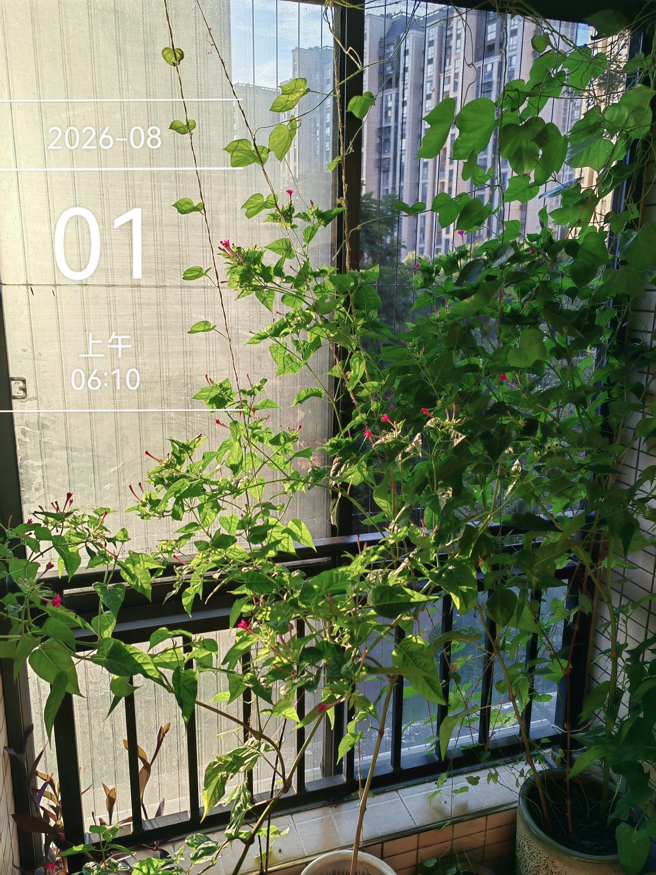 平日记•早安

七月终，八月启。

眼下是熟透了的盛夏，热风绵长。

心底静待悄
