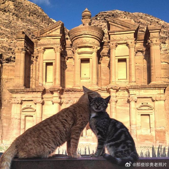 2015年，约旦，两只小猫咪在有3000年历史的佩特拉古城遗址里磨蹭彼此毛茸茸的