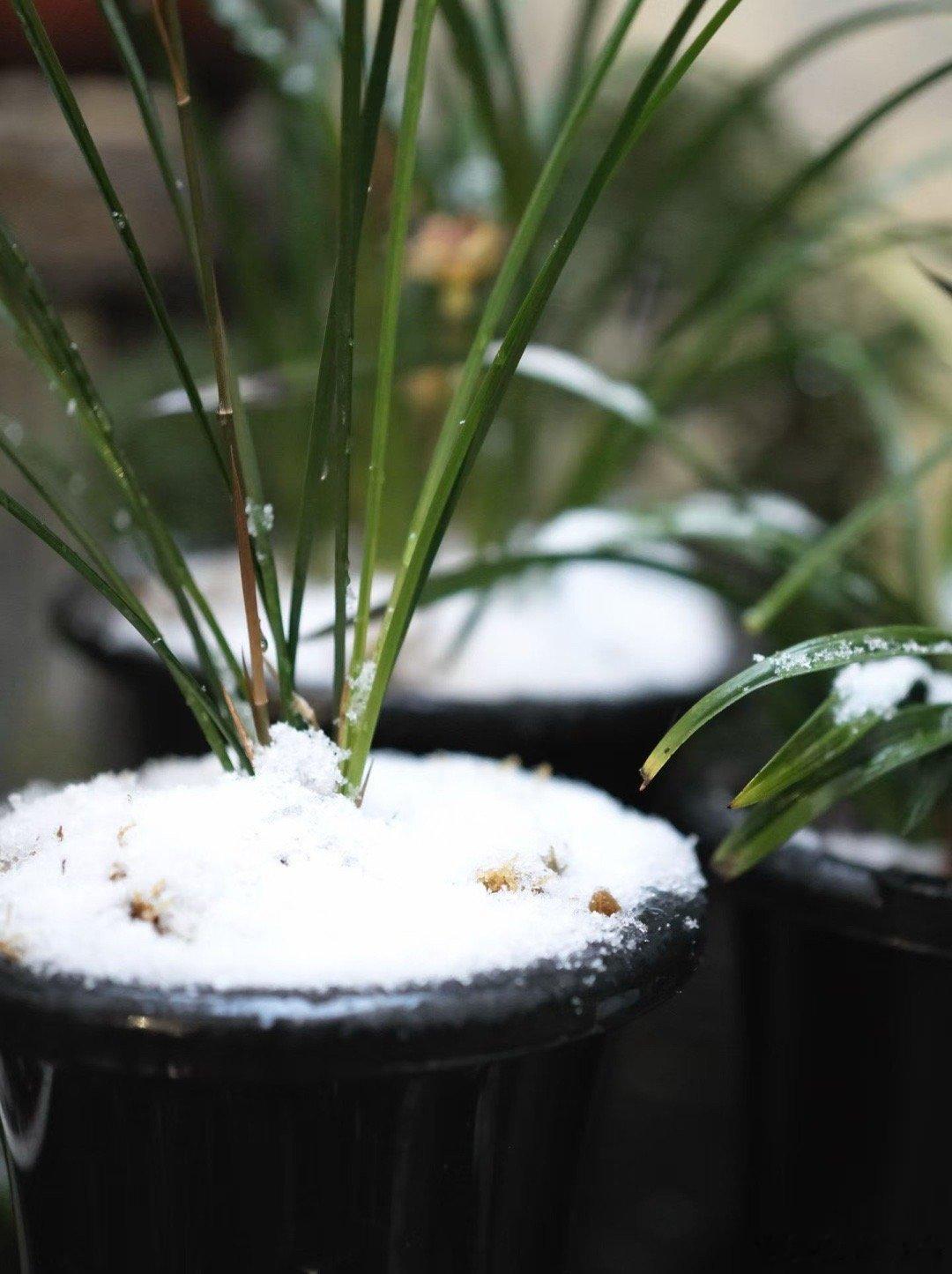 一个人如果不肯承认自己的起点，那么有一天早晚会背叛当初帮助他的人。七月梅子青