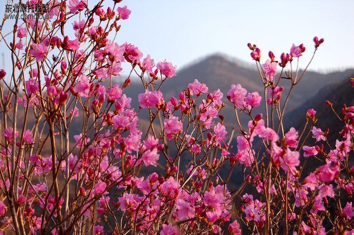 “夜半三更哟盼天明，寒冬腊月哟盼春风……”这段熟悉的旋律一响，许多人便会下意识跟