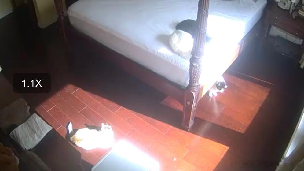 逮到猴子在摸鱼晒太阳，扣他三倍工资不过分吧[怒骂] ​​​