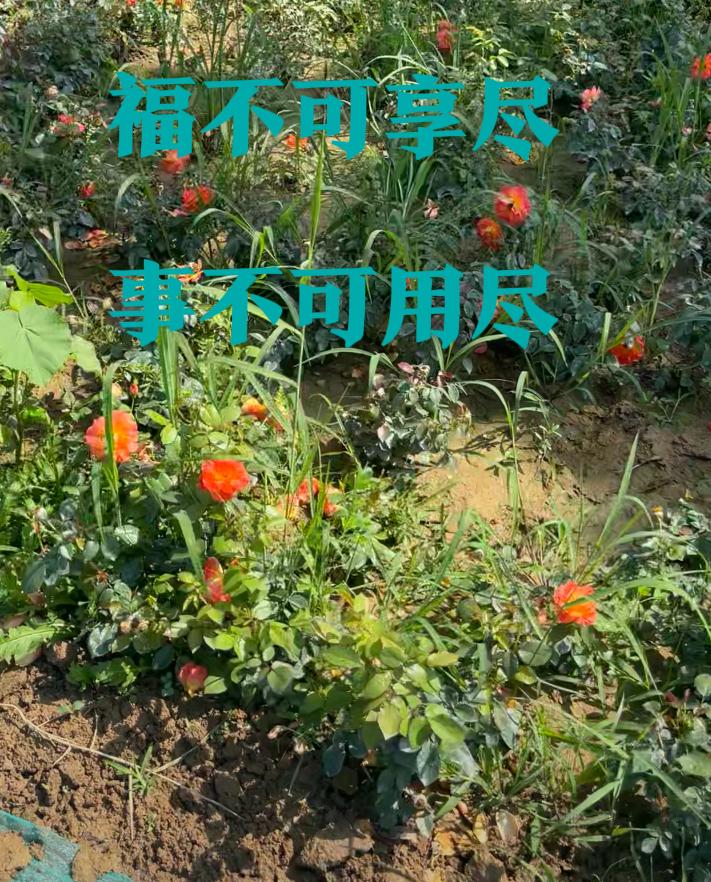 与风同飞，必是俊鸟，与虎狼同行必是猛兽。

一个人生的落寞方式和他平时为人处事的