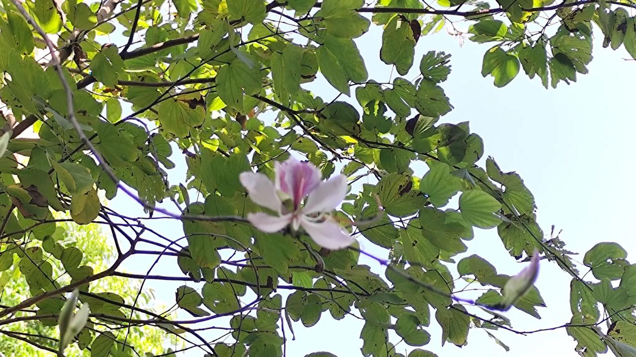 春日打卡！可以在任何的地方！只要你有足够多的时间，足够好的心情，也可以去远方，也