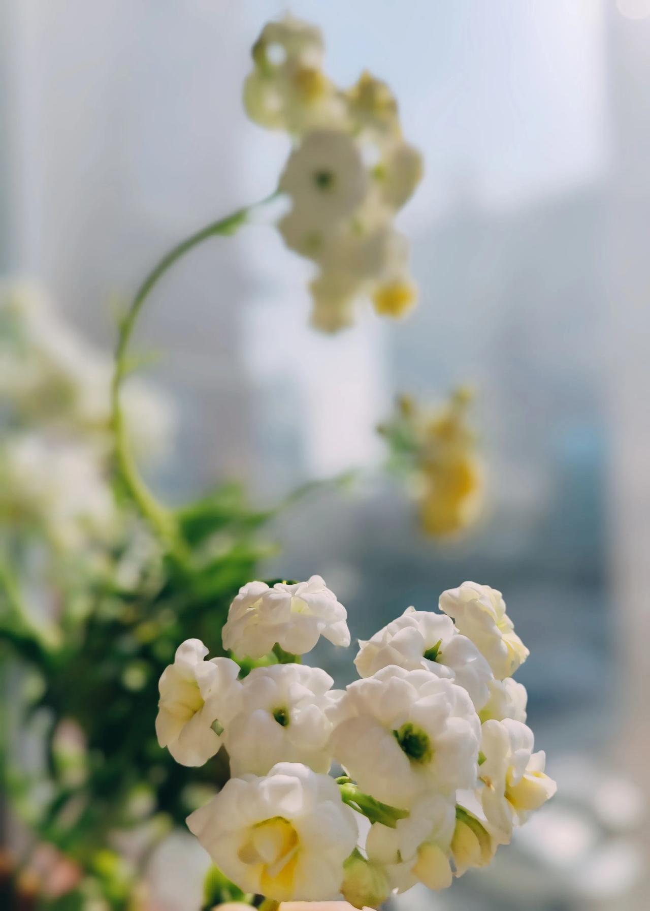 可以分享你手机拍摄的花朵照片吗春天的长寿花，开的太密集，将枝头都压弯了……