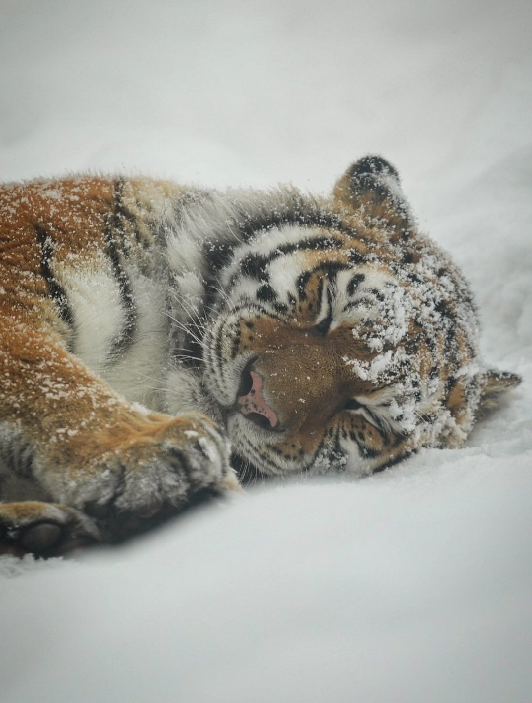 老虎 霜糖呼呼虎(。-ω-)zzz霜糖吐舌虎(ૢ˃ꌂ˂ૢ)霜糖舔爪虎(っ˘ڡ˘ς