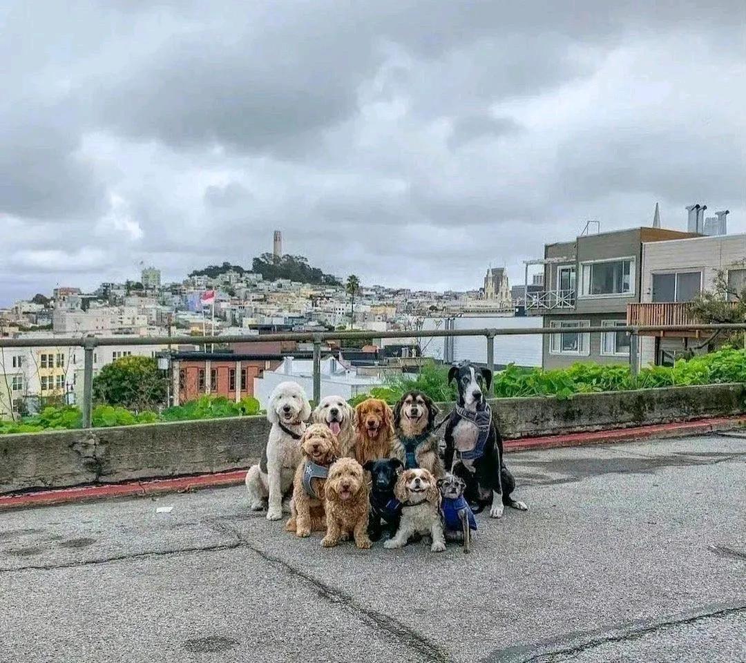 他是怎么说服它们拍下这张照片的，哈哈哈，汪汪队来咯