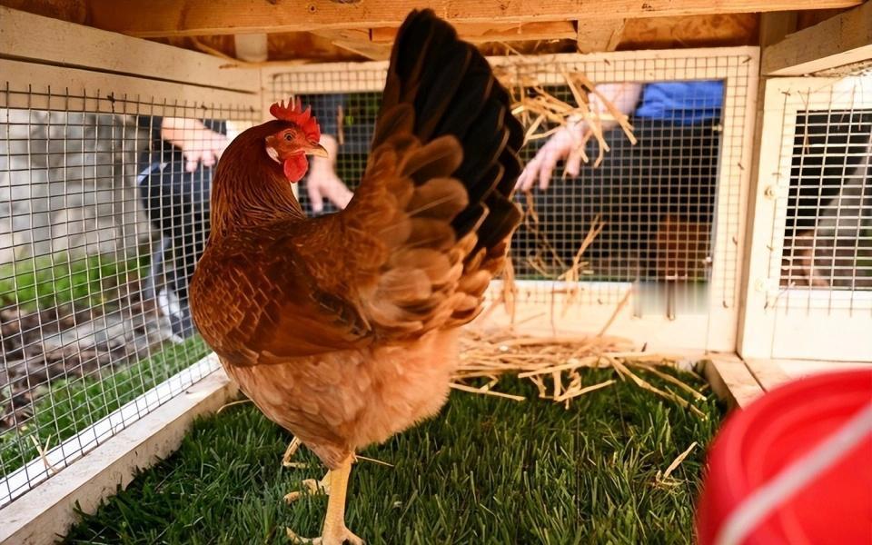 据外媒11月22日报道，美国华盛顿州一名正在接受H5N5禽流感治疗的居民病重去世