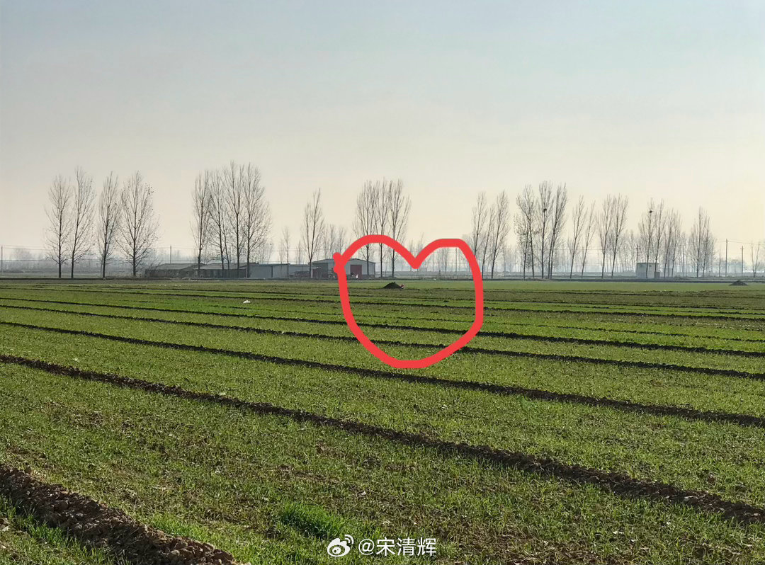 总在记忆里 （1591）：又是一年清明节。远远望去，儿子的坟茔小小的，坟上长满了