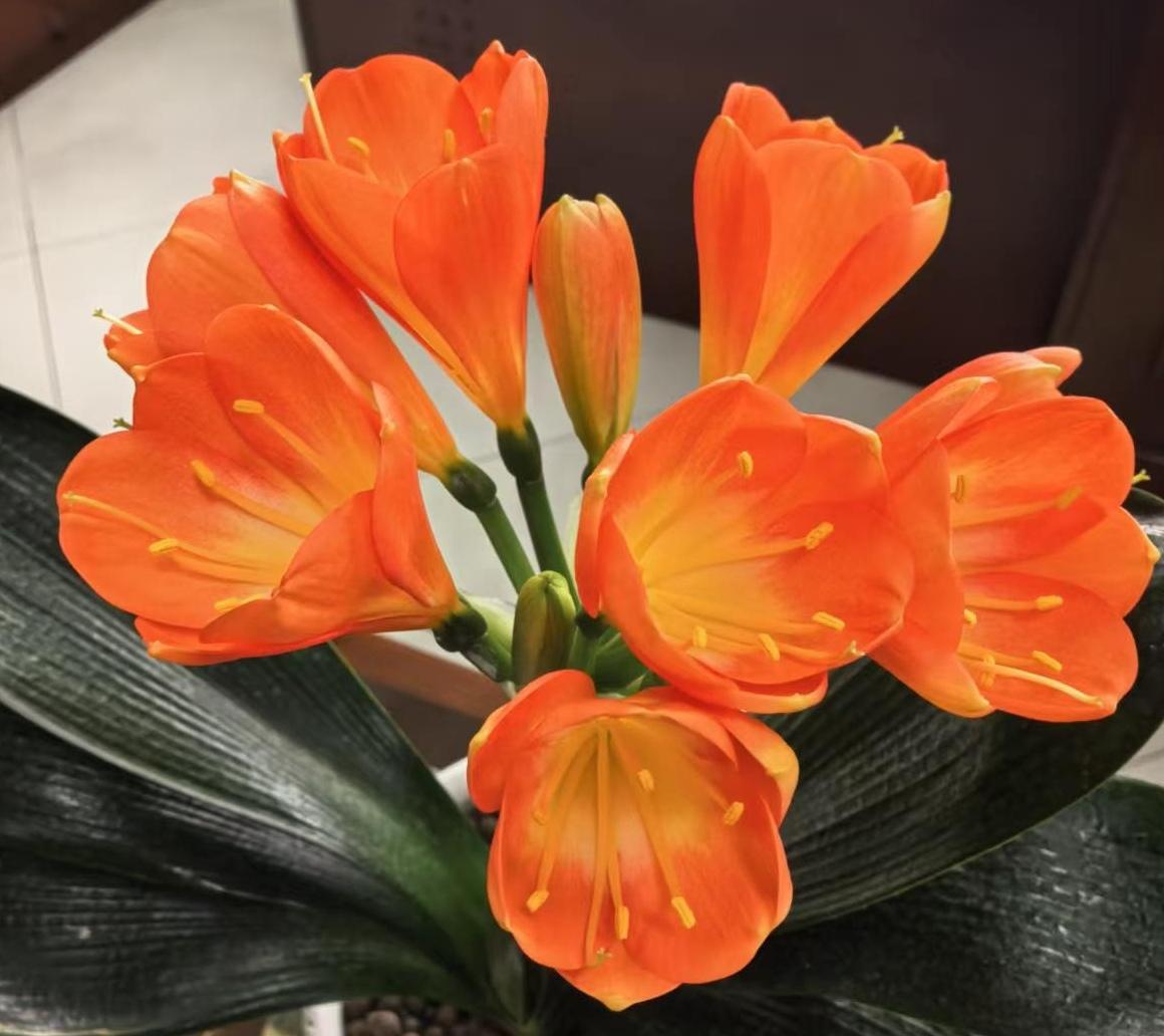 四月，新的开始

四月
就是肆月
可以如繁花般
肆意想象
亦可以似骤雨样
肆意疯