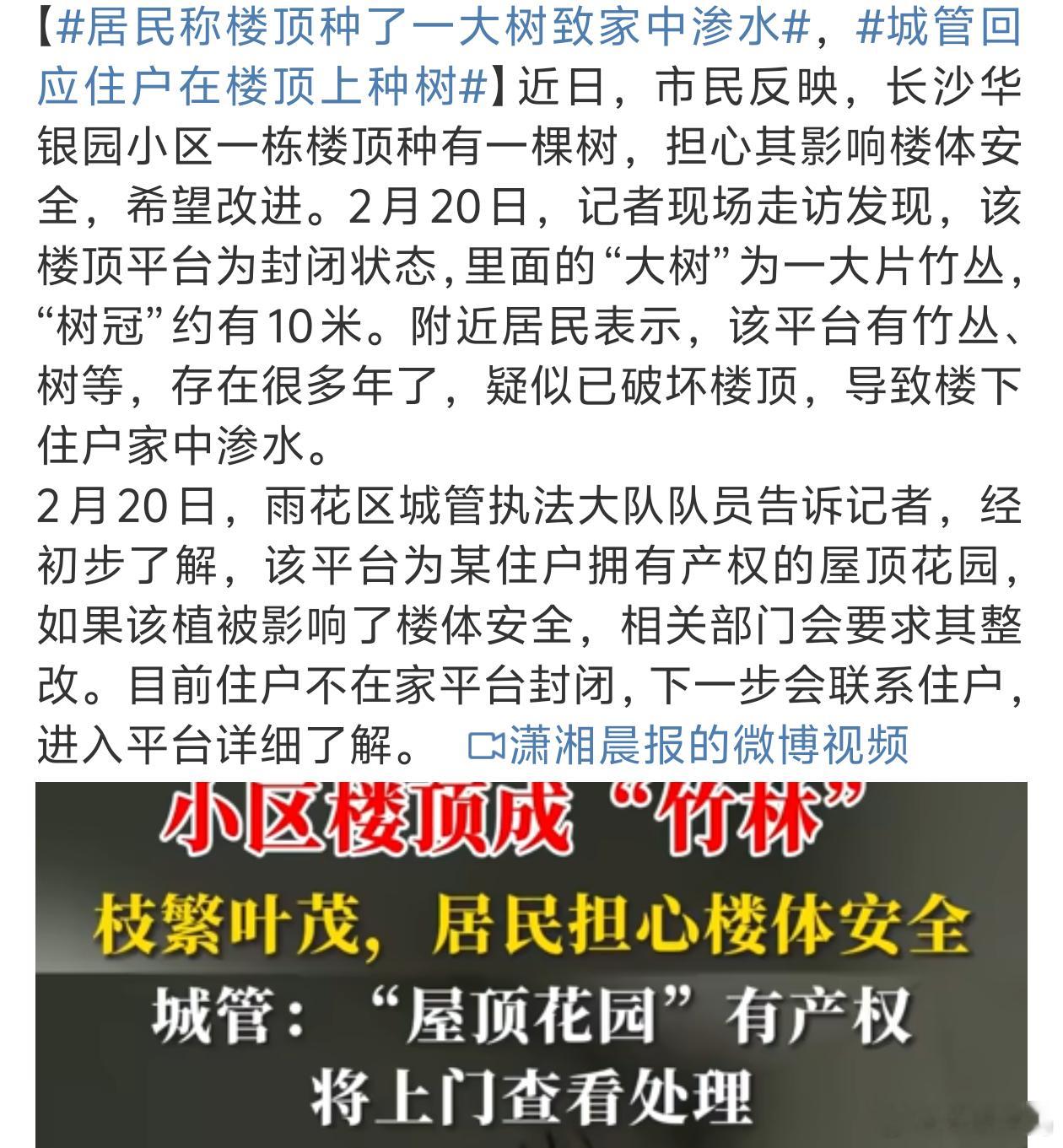 城管回应住户在楼顶上种树 种花还能理解竟然还有种树的[笑cry] 