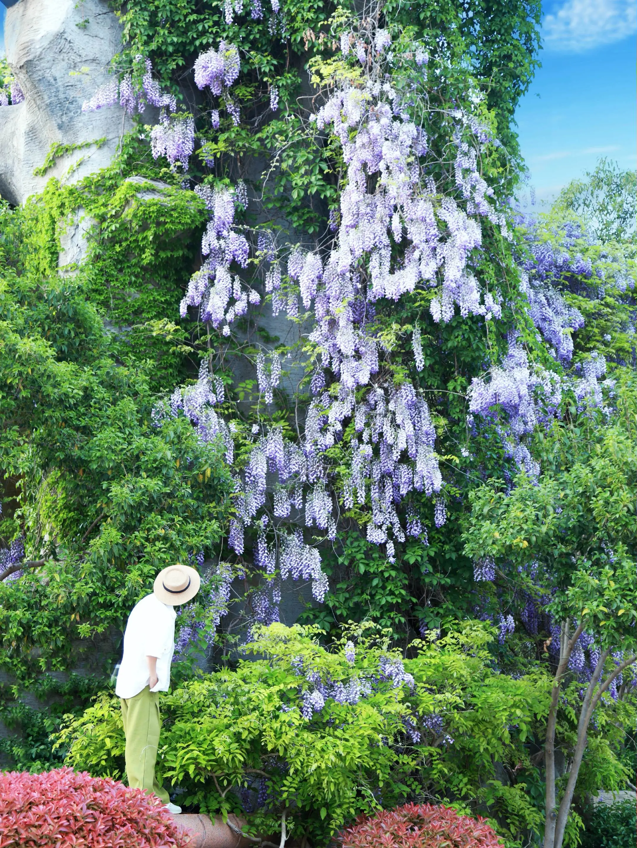济南泉城公园的紫藤花太好拍了