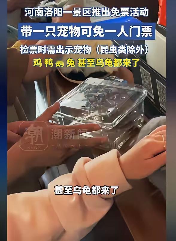 今天跟朋友争论洛阳旅游景区白云山举办带宠物免门票活动到好坏，最后也争论不出来结果