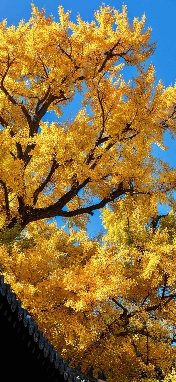 唯美壁纸谁不喜欢