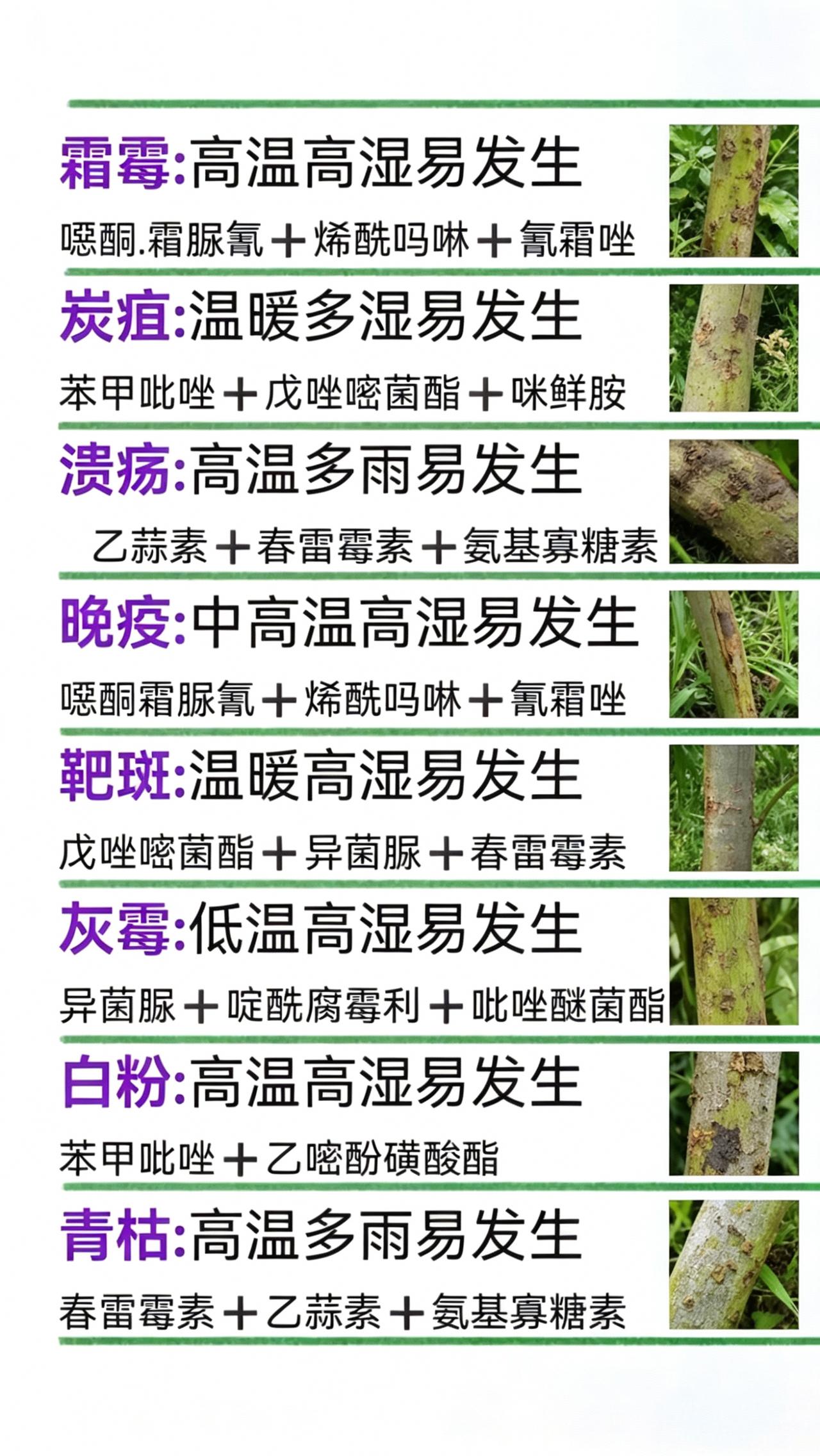 病害防治 霜霉病 炭疽病 溃疡病