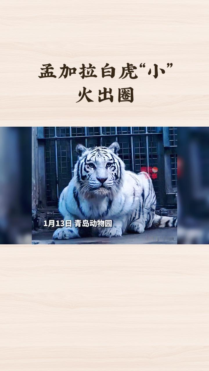 青岛动物园的孟加拉白虎“小孬”因美貌火出圈，吸引全国网友不远万里前来观赏，这背后