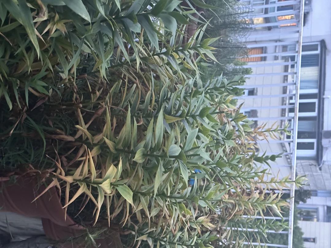 关于花友们留言问我：盆栽百合花怎么度夏