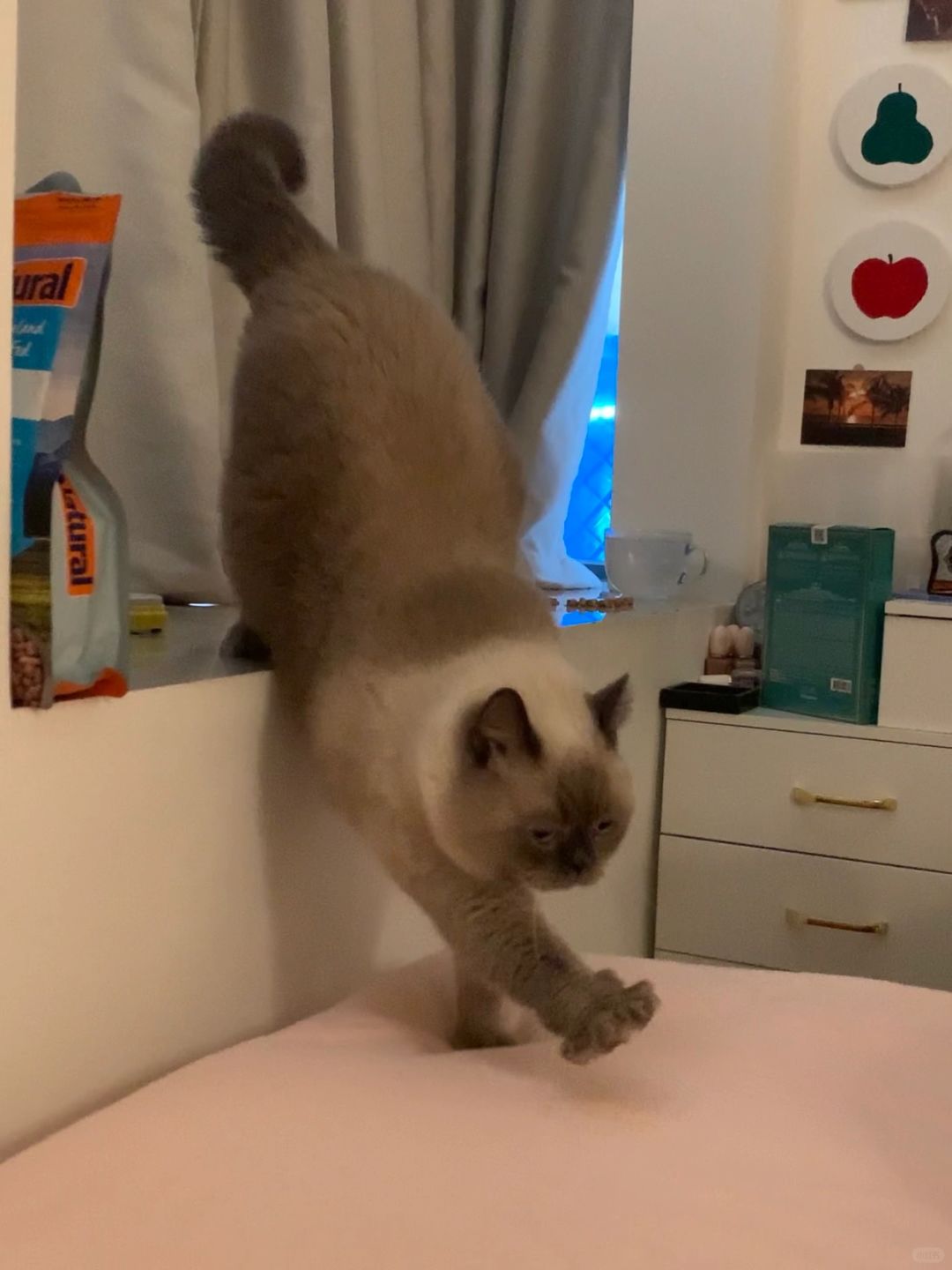 我家猫的作息比我还规律…