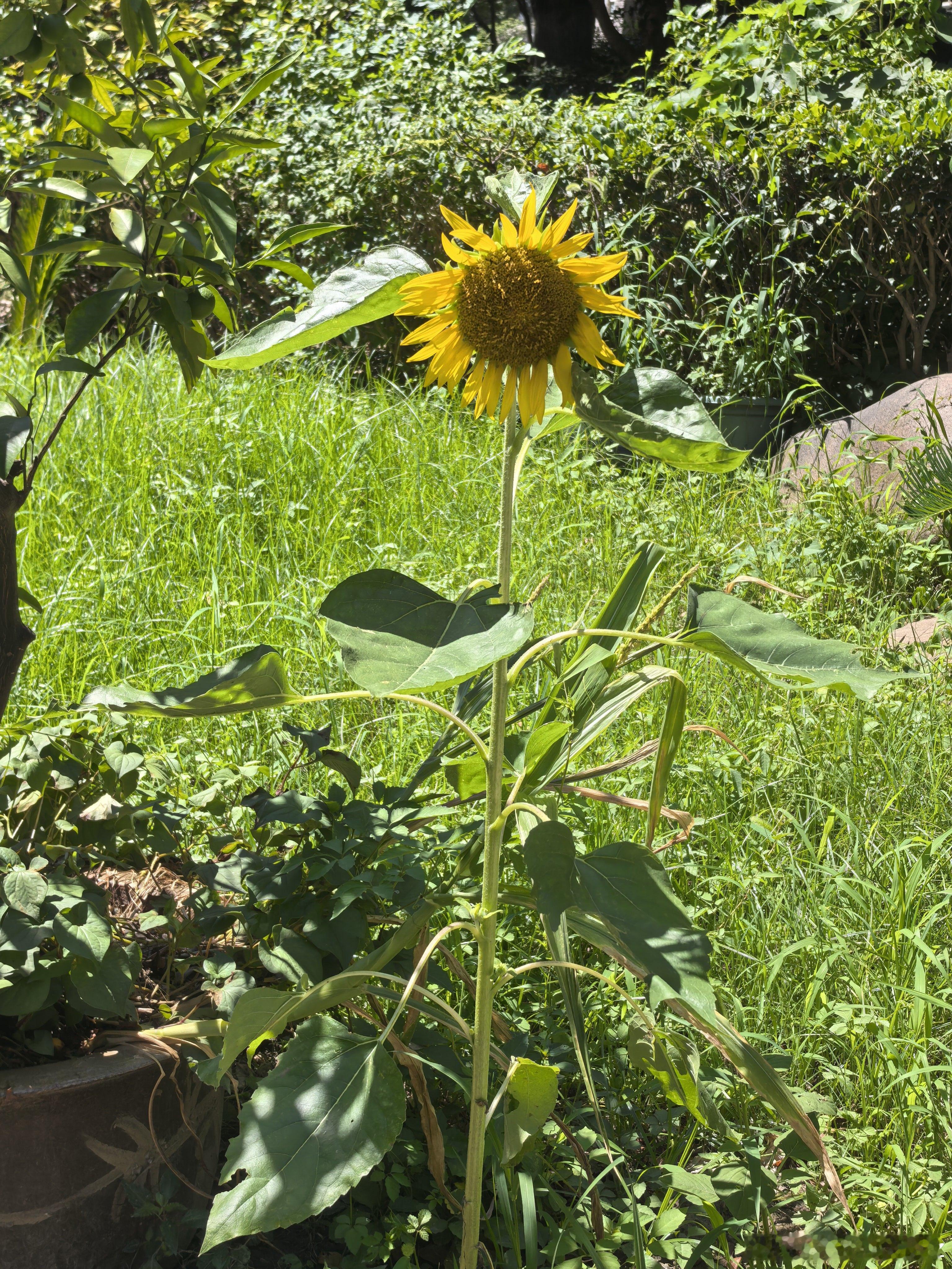 向日葵🌻向着阳光，笑容灿烂！随手拍下这抹亮黄色，感觉心情都被点亮了。随手拍摄影