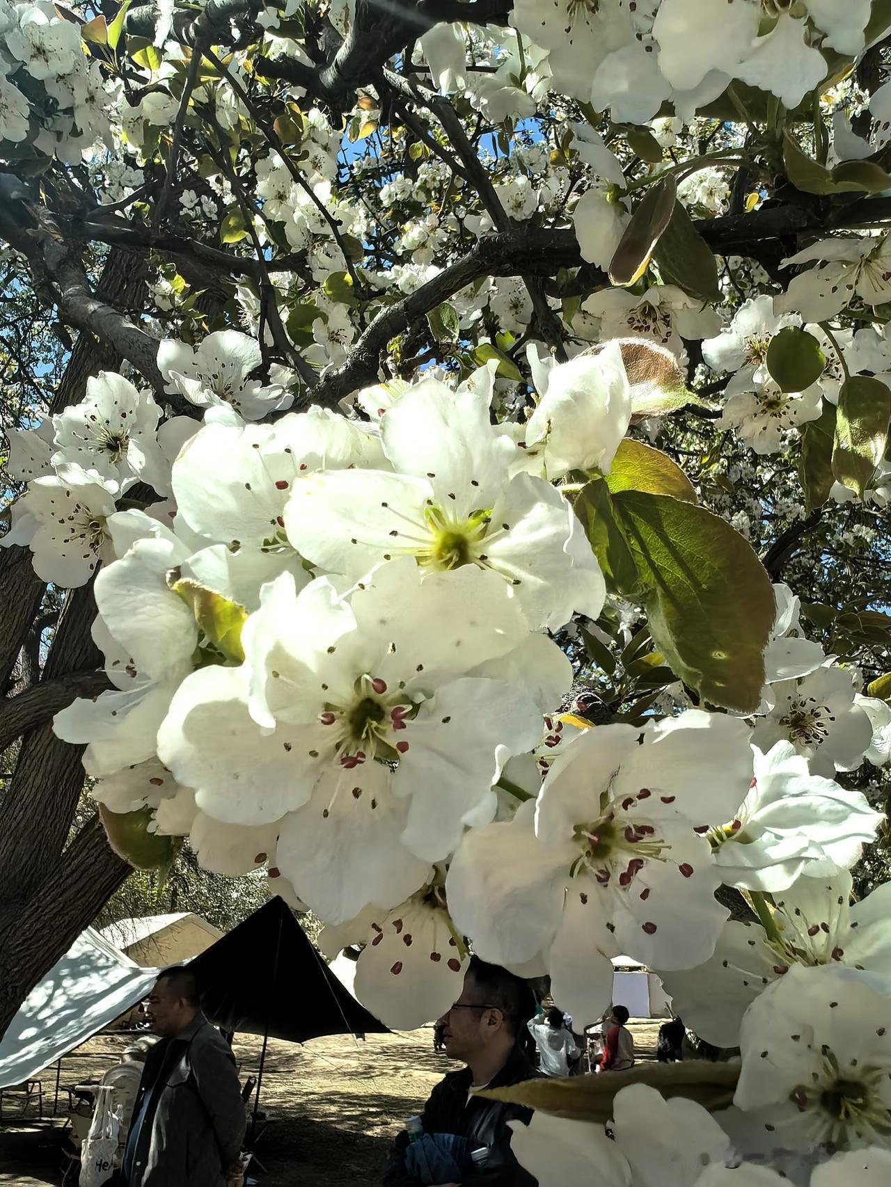 随手拍梨花梨花似雪却含温软，不与繁花争艳，只在枝头静静舒展。风一过，素白花瓣轻扬