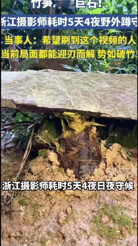 摄影师小张蹲守5天拍到竹笋冲破巨石的视频火了。春季来临，他在浙江老竹林发现石缝里