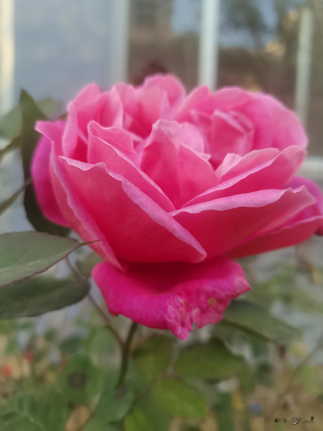 春来了，花开了，你还好吗？