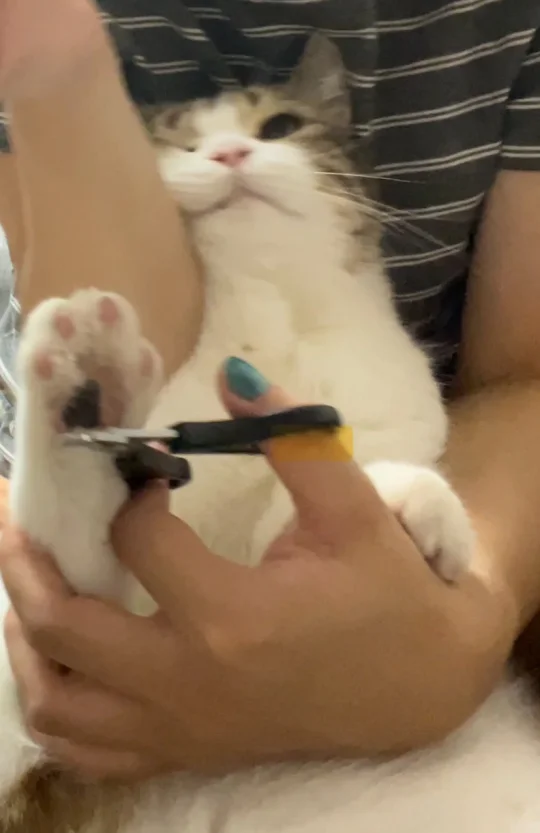 我作证！小猫就是液体的！duang duang