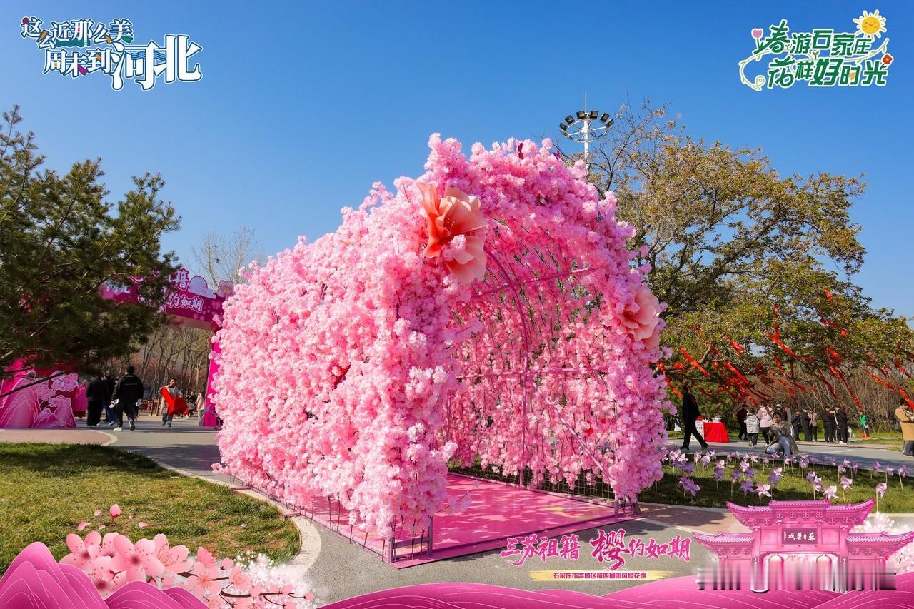 【石家庄栾城第四届国风樱花节启幕 樱韵满城共赴春日雅集】春风送暖，樱蕊初绽，石家