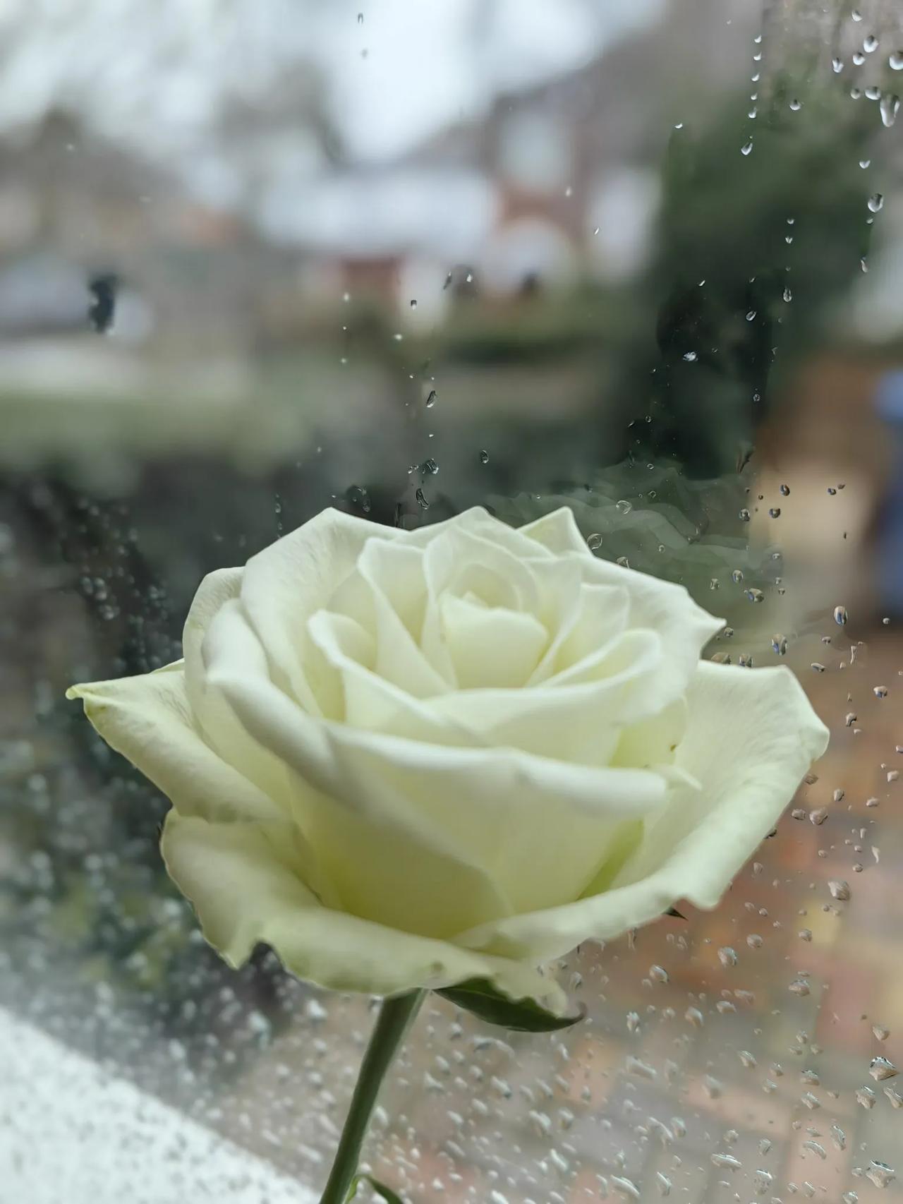 晒图笔记大赛春雨贵如油！