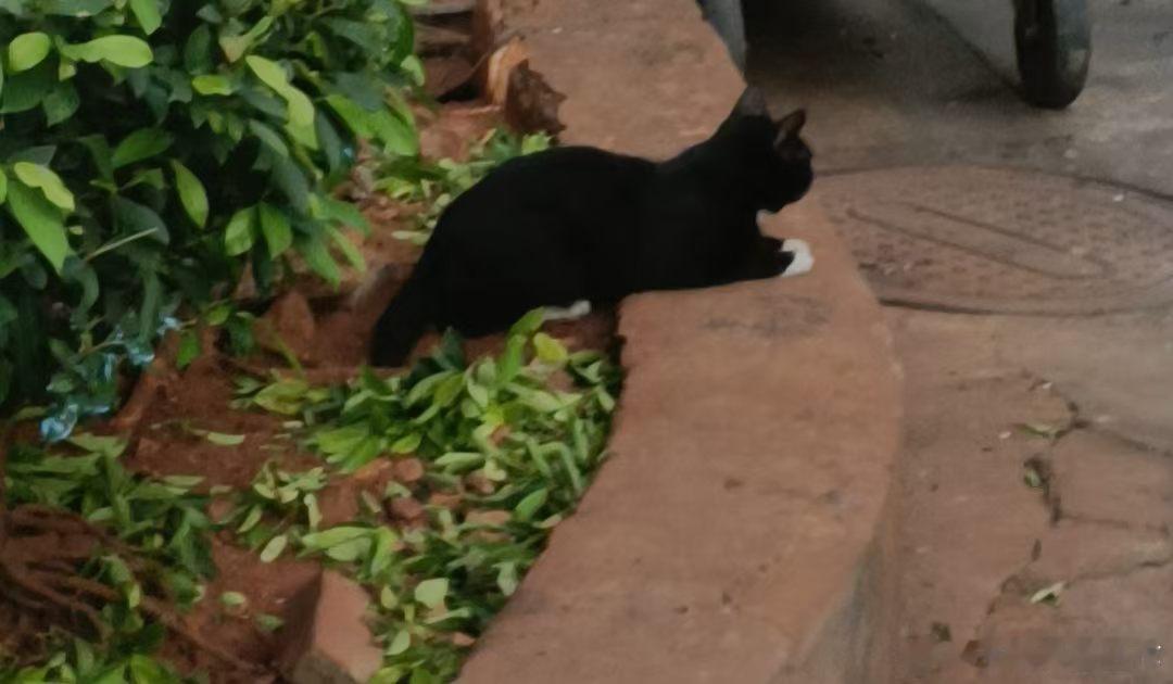 猫猫🐱🐱🐱 