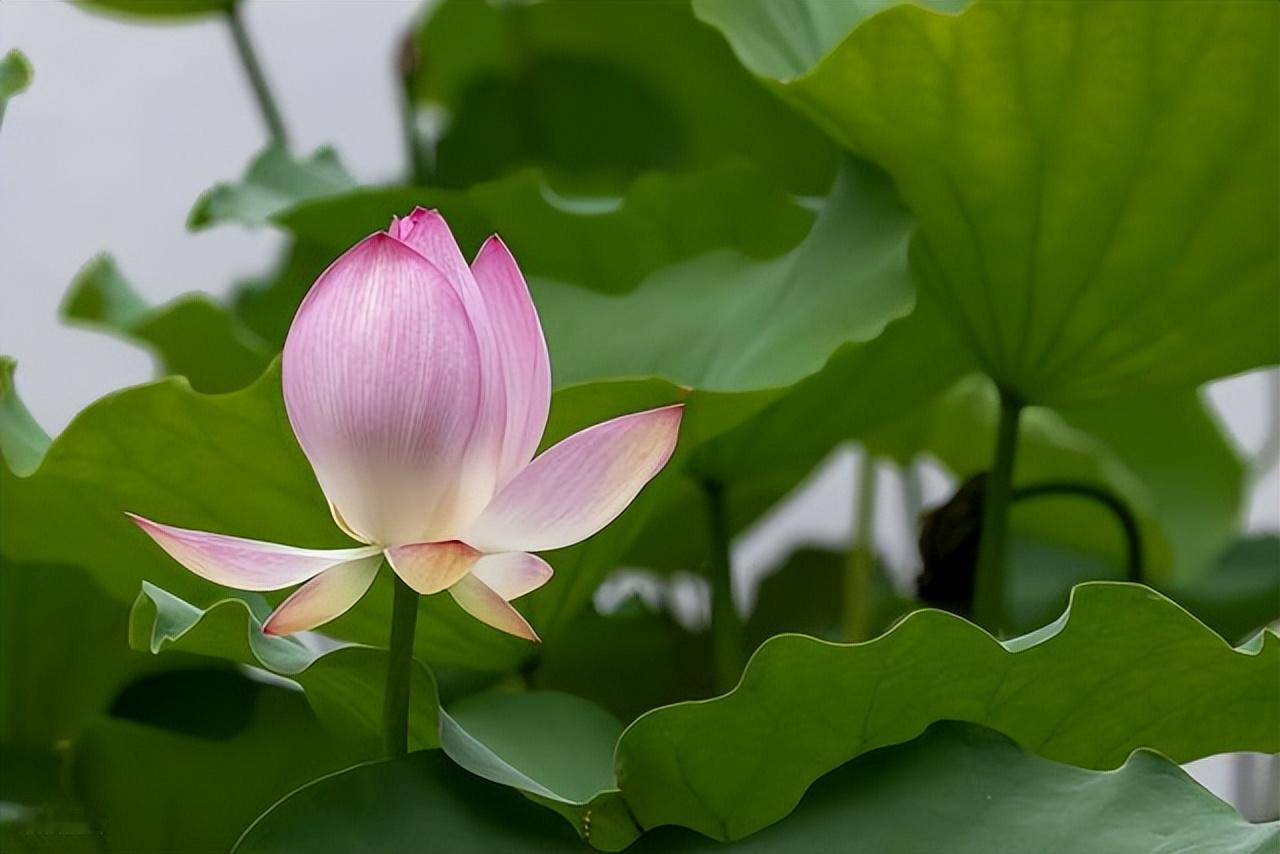 没吃过的东西总是被我们幻想成最美味的，没试过的事儿一定是我们心里头最值得期待的，
